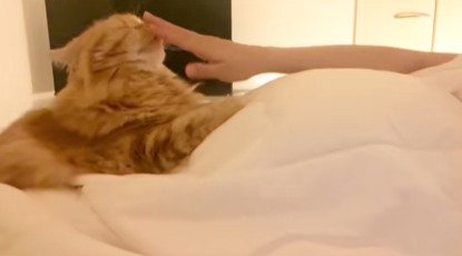 鼻を撫でてもらう猫