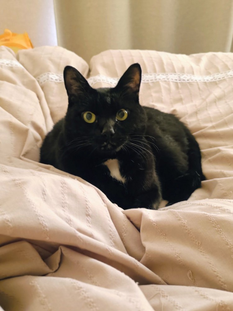 布団の上でくつろぐ黒猫