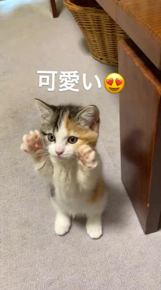前足を顔の横に添える子猫