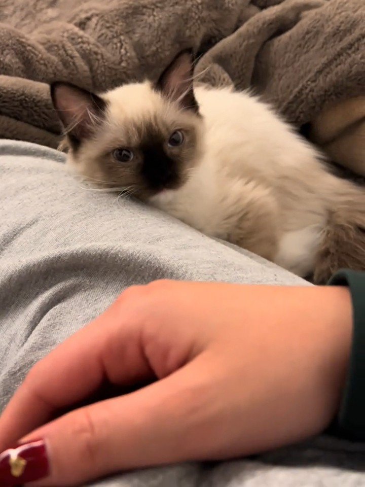 人がいる方を見る子猫