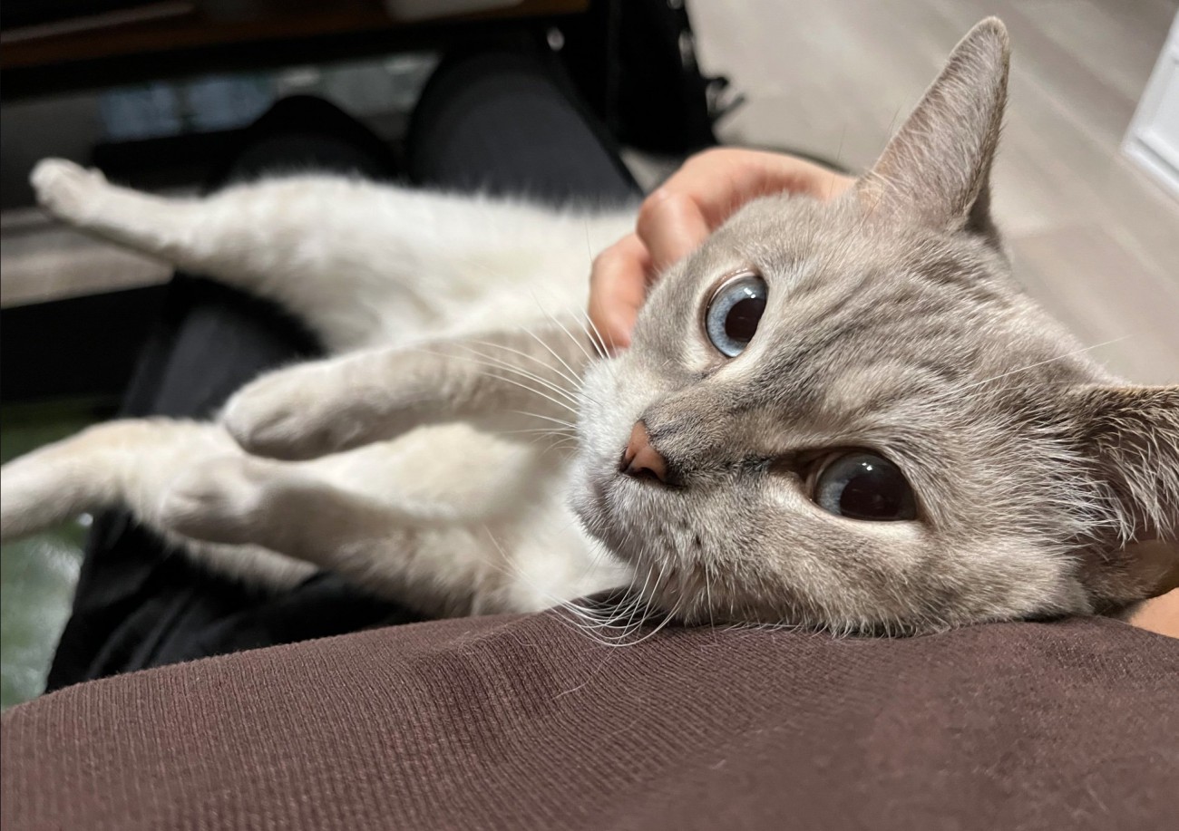甘える猫