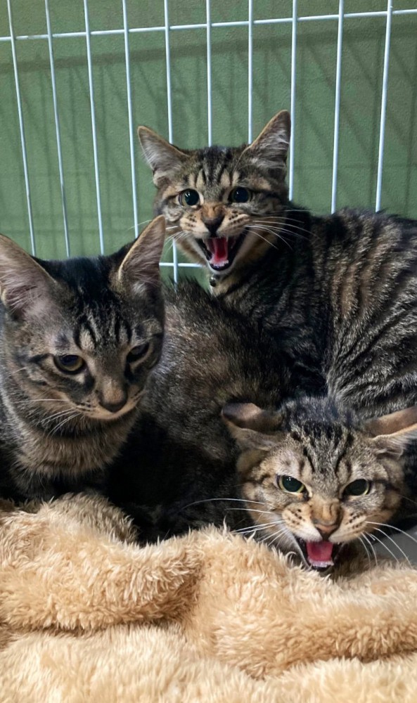 威嚇する猫たち