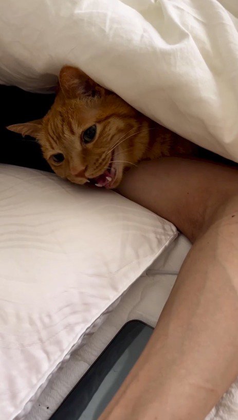 男性の腕の上に顔を乗せる猫