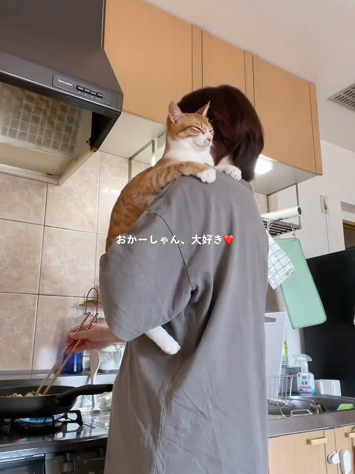 抱っこされる猫
