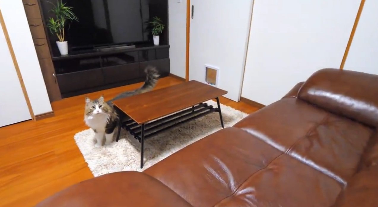 部屋の中で上を見上げる猫