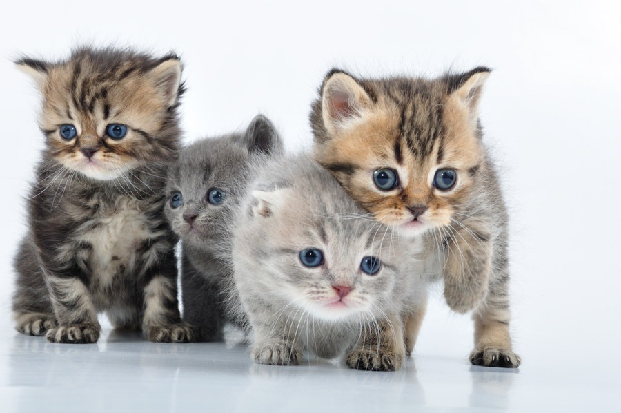 愛猫の毛色や柄でみる猫の性格診断！キジトラ、茶トラ白、ブチはどんな性格？