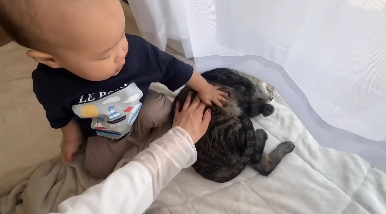 猫をなでている赤ちゃん