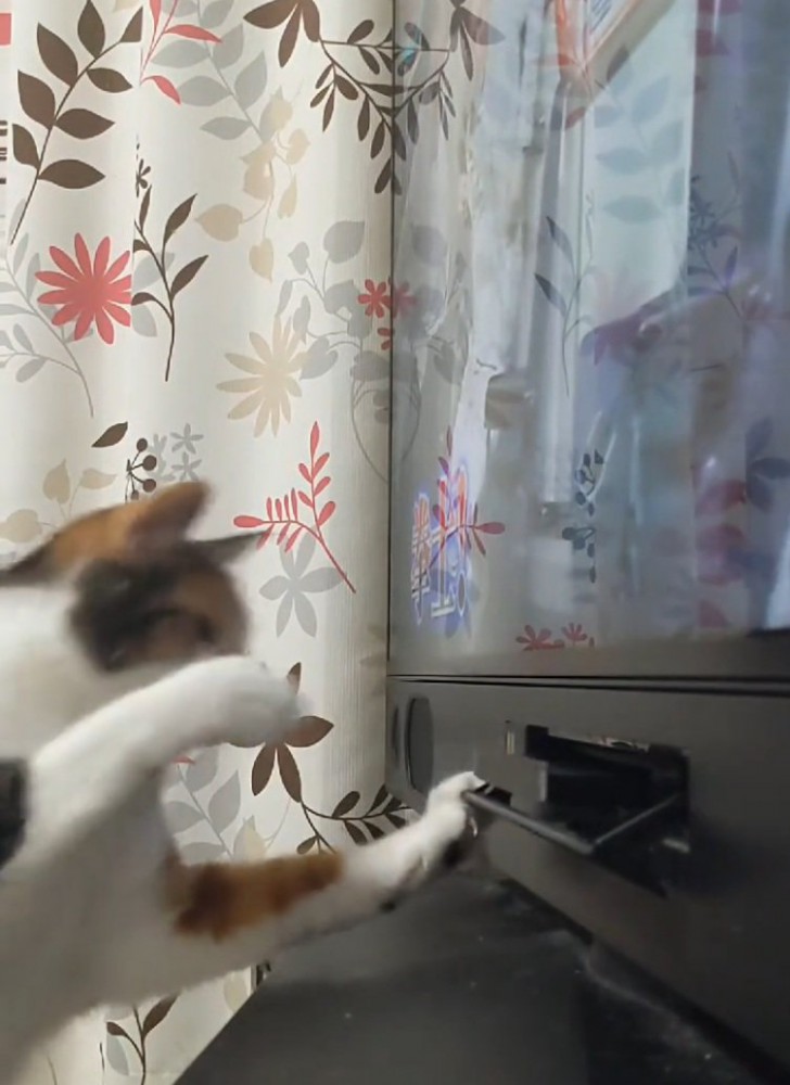 DVDプレイヤーを追う猫