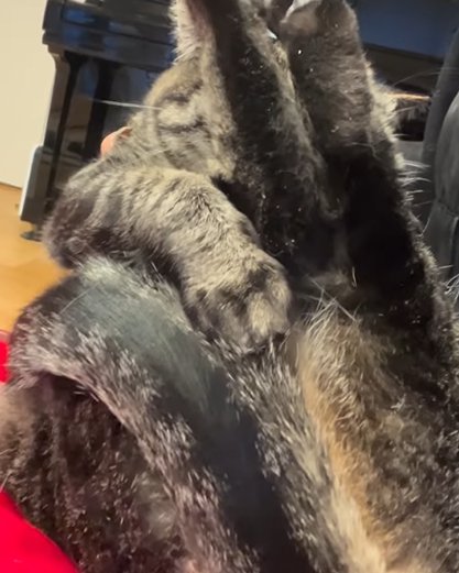 足を上げて顔を完全に隠す猫左からのアングル