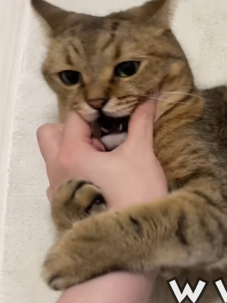 飼い主に噛みつこうとしているミヌエット