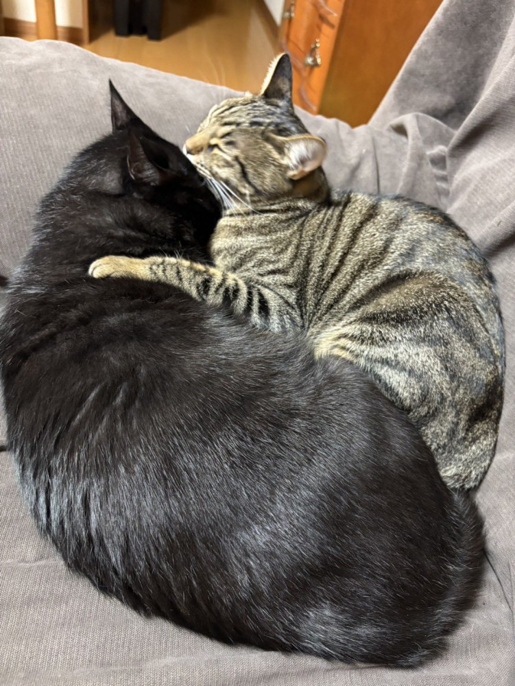 くっついて眠る2匹