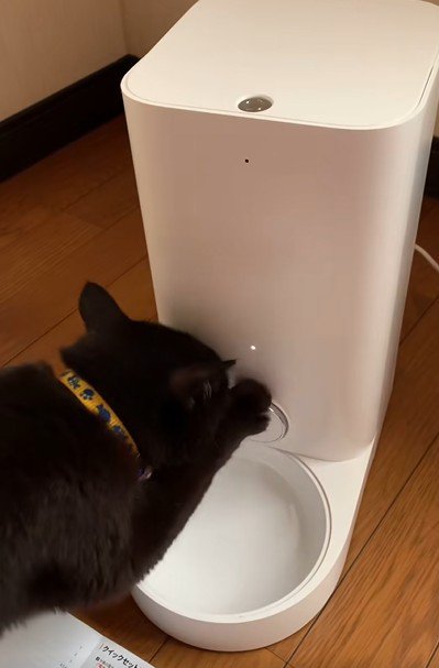 自動給餌器のフタをひっかく猫