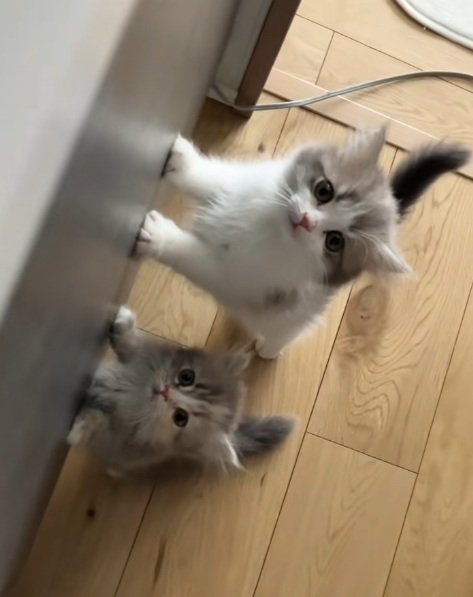 後足で立っておやつをほしがる2匹のミヌエットの子猫