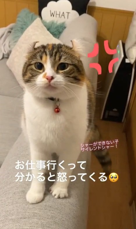 見つめる猫