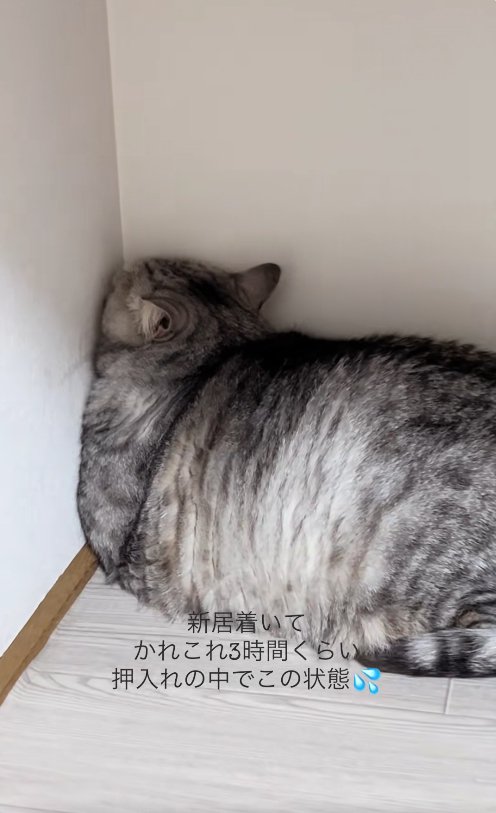 壁の角に顔を押し付けている猫（ややアップ）