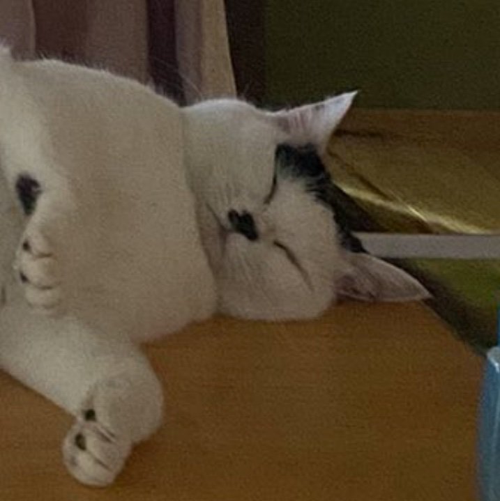 猫の寝顔