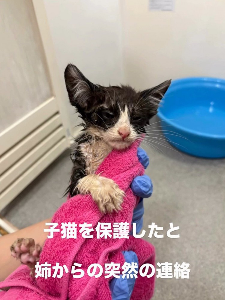 タオルで包まれる子猫