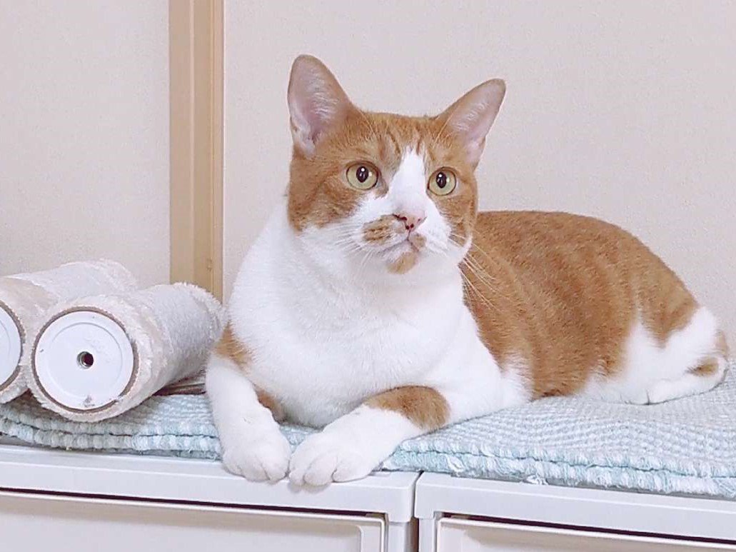 前を見ている猫