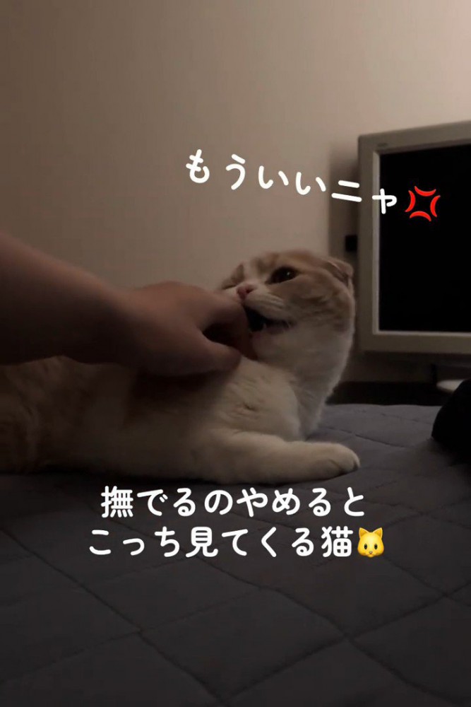 人の手を噛む猫