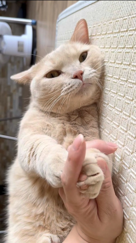 マットに寝転がって飼い主さんと握手するマンチカン