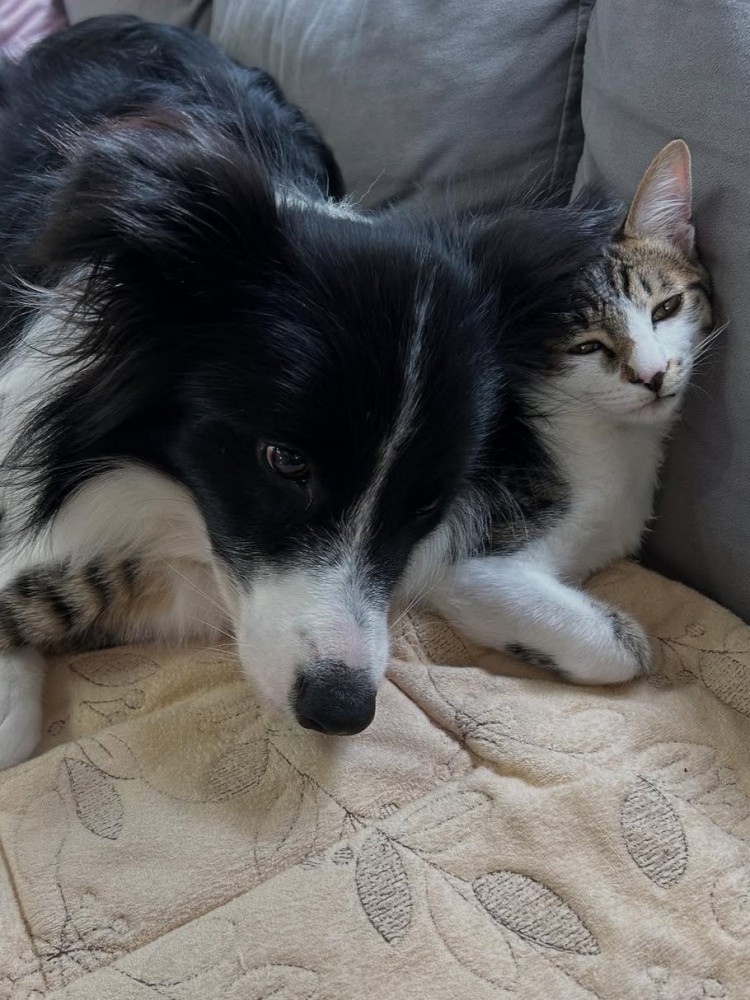 犬に頭を乗せられる猫