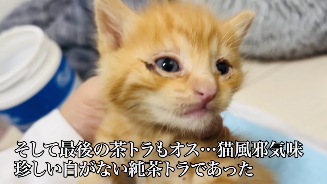 父ちゃんに抱っこされる茶トラ子猫
