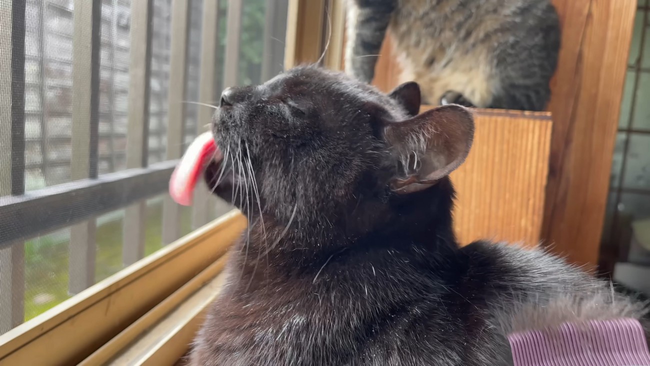 ブラッシングされる猫