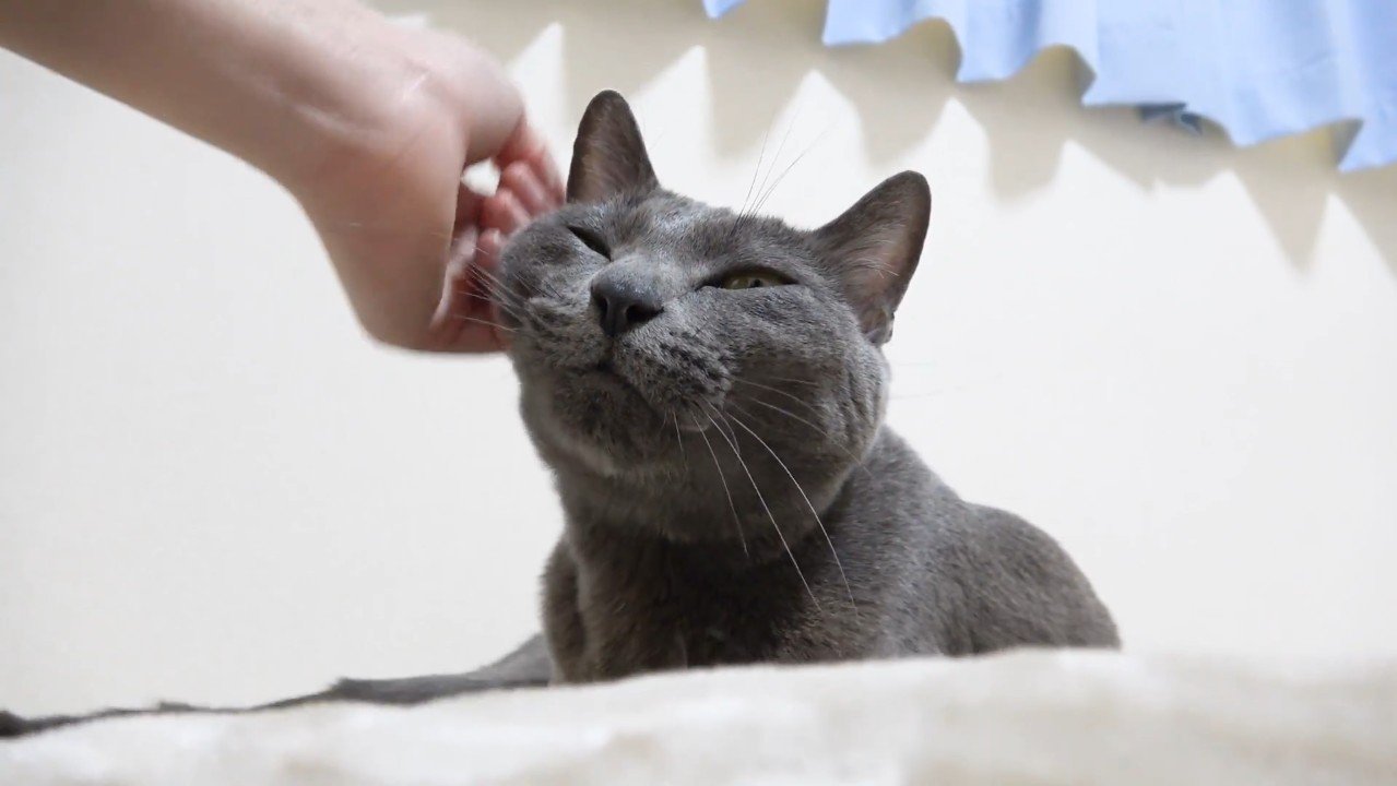 頬を撫でられ中