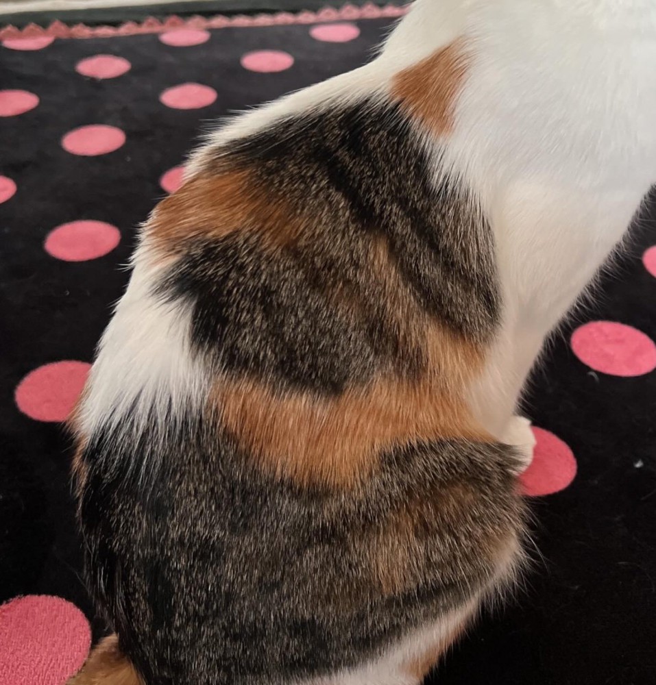 背中に三毛猫模様