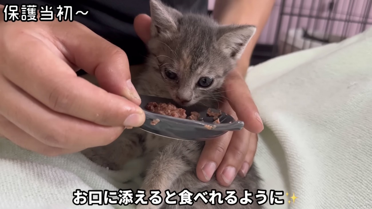 「お口に添えると...」のテロップ写真