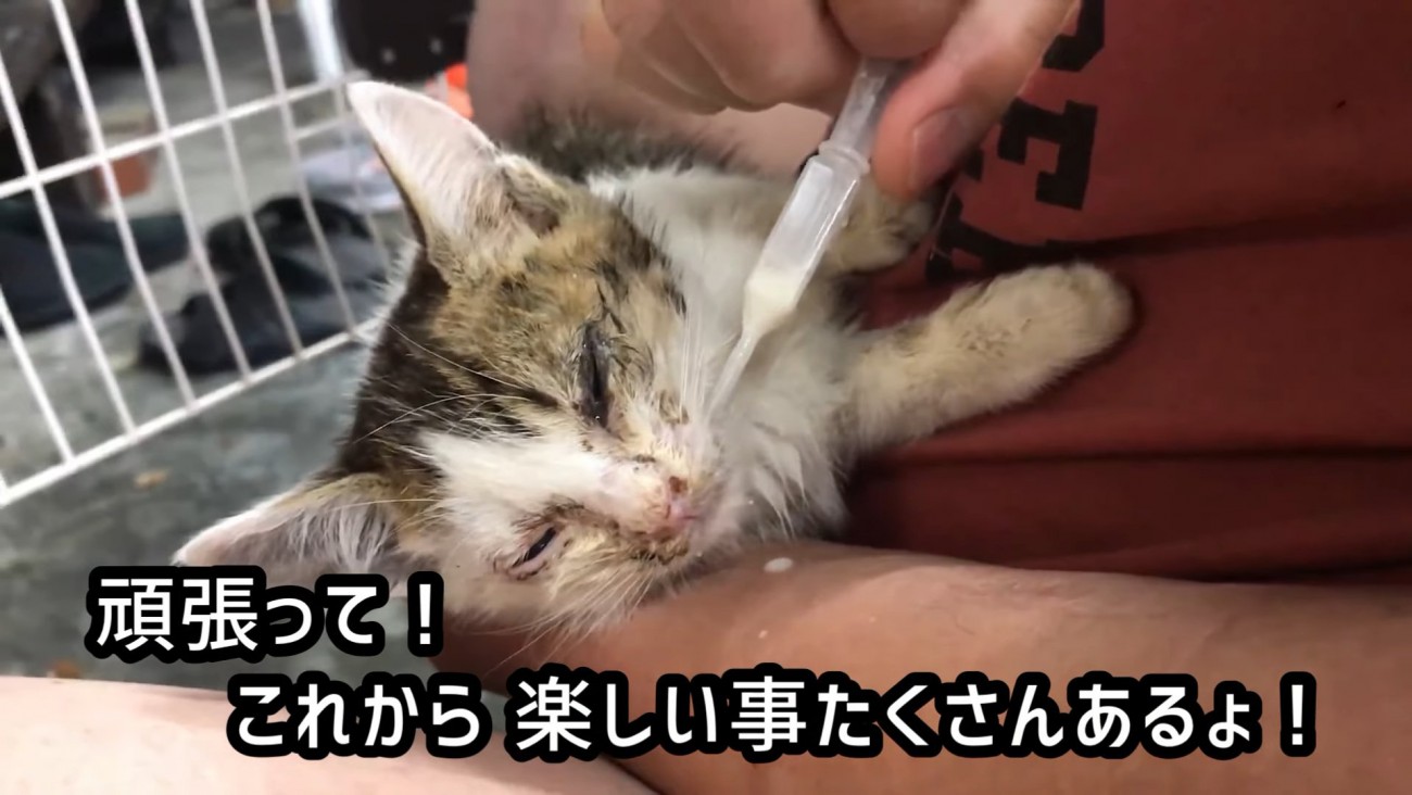スポイトでミルクを飲ませてもらう子猫