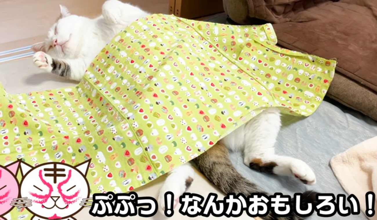 仰向けな猫（ぷぷっ！なんかおもしろい！）