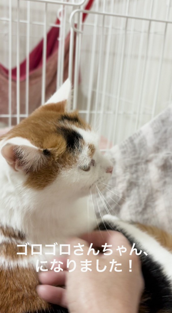 投稿者に触られて喉を鳴らす猫