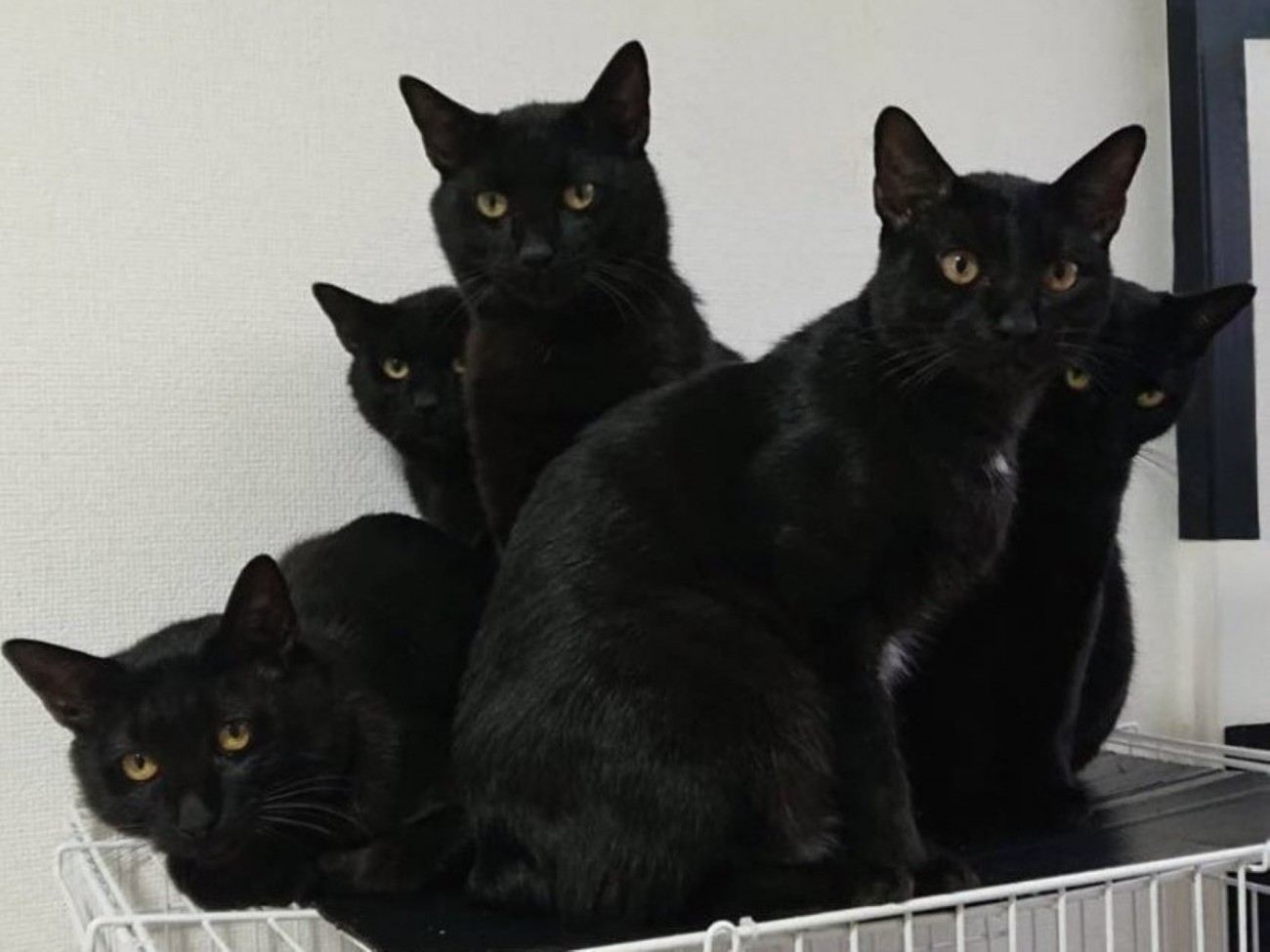 ケージの上でカメラ目線な黒猫たち