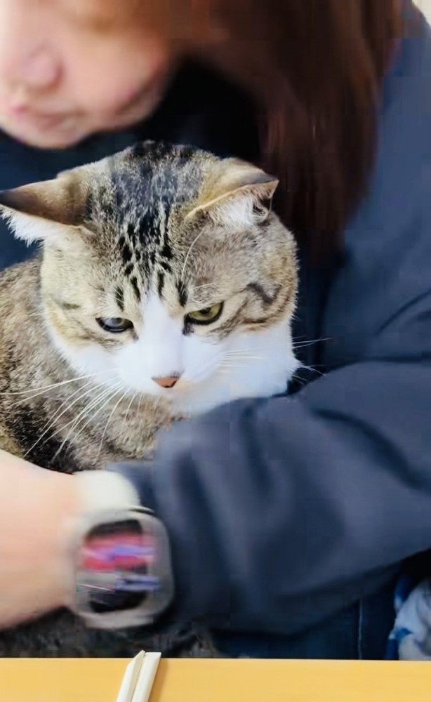 投稿主さんにバックハグされるキジ白猫