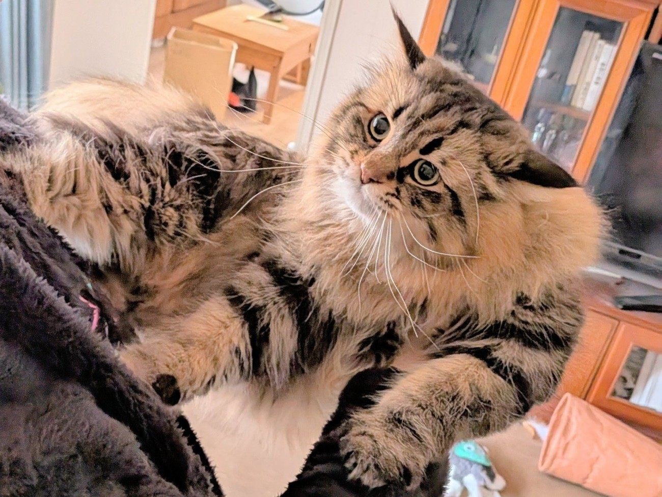 抱っこされているサイベリアン