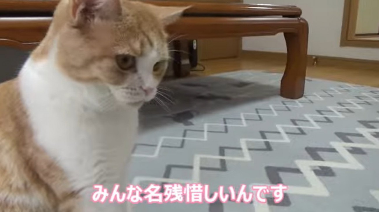 さみしそうな猫