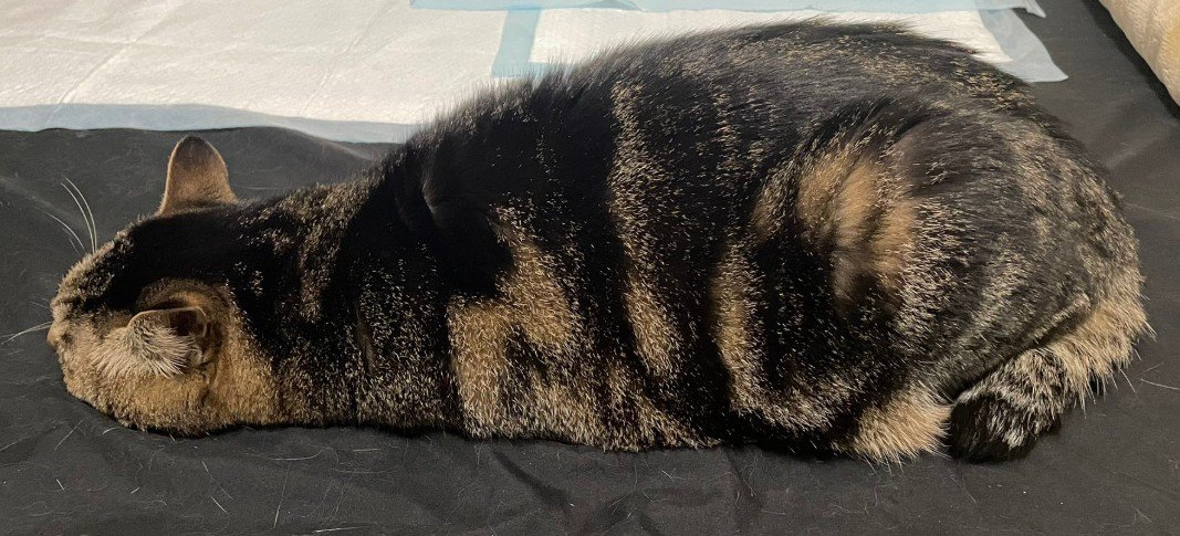 ツチノコに見える猫