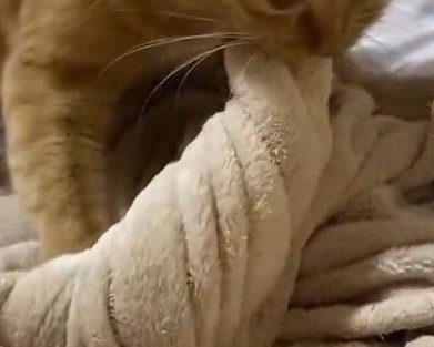 猫に捻られている毛布