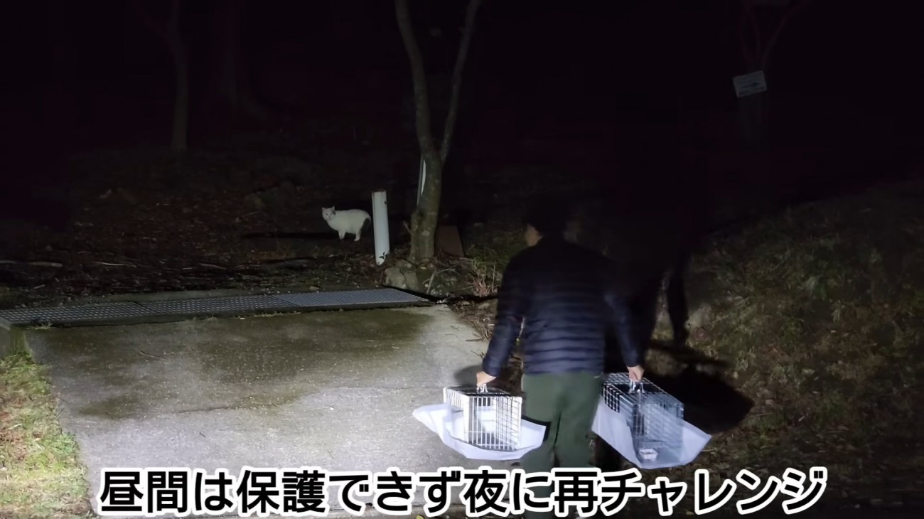 人を見る白い猫