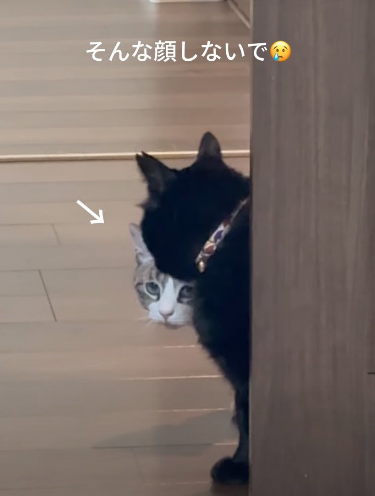 ドアから覗き込む猫たち4