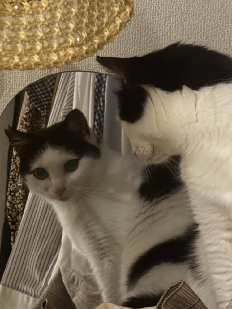 鏡を見ているおこめちゃん