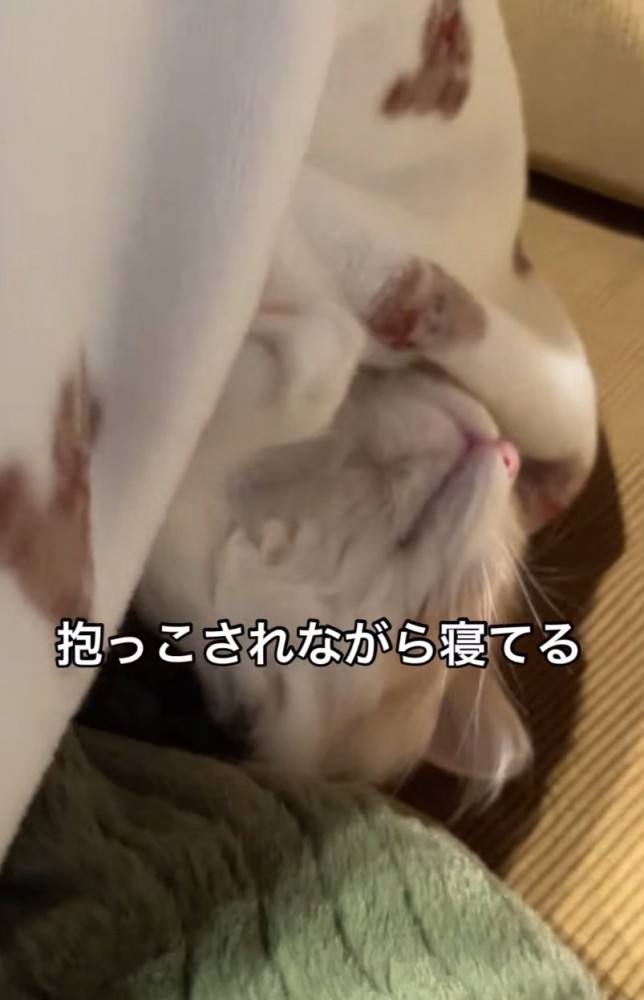 仰向けで眠る猫