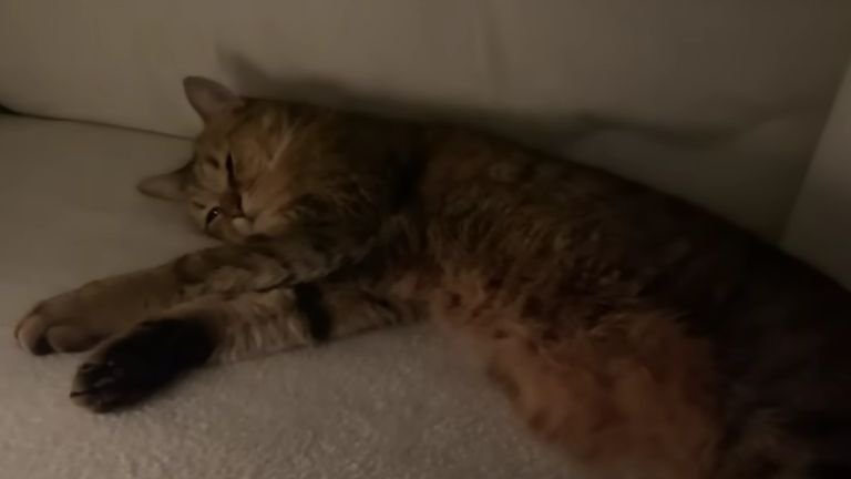 こたつの中の猫