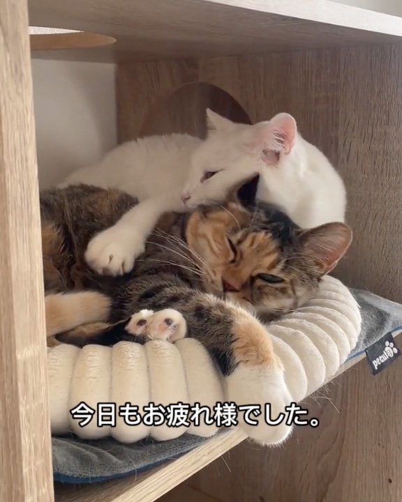 すり寄る猫