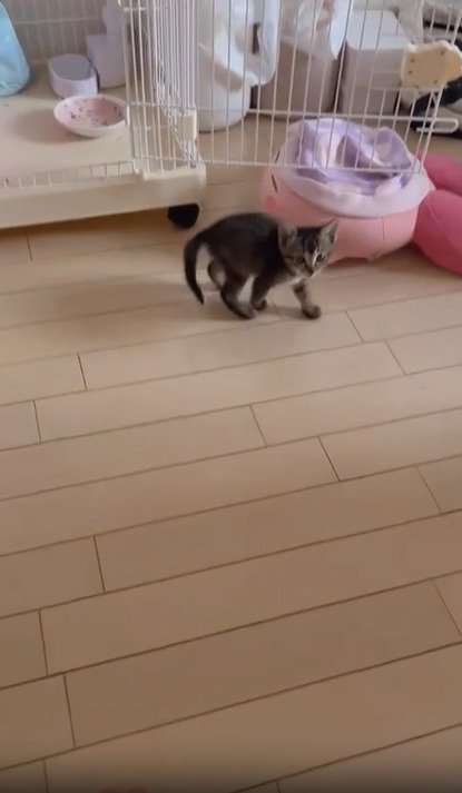 振り向く子猫
