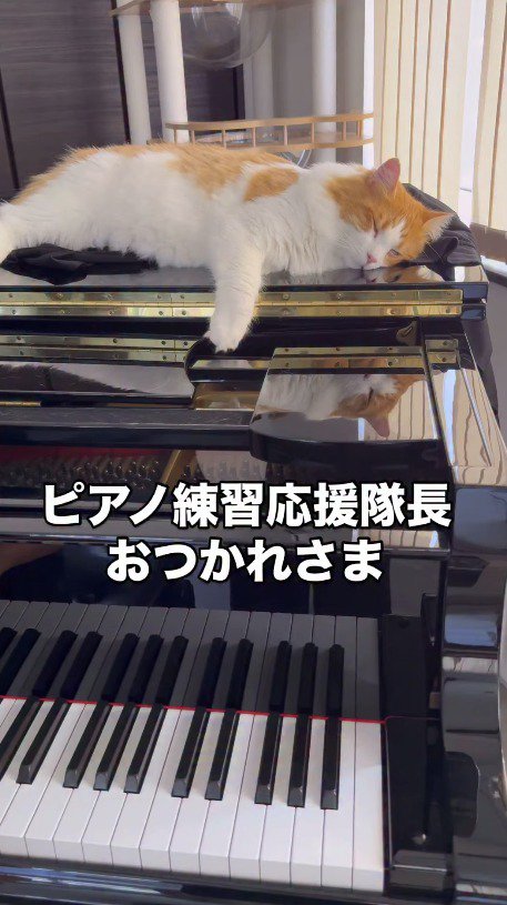 ピアノの上で眠るハチワレ猫