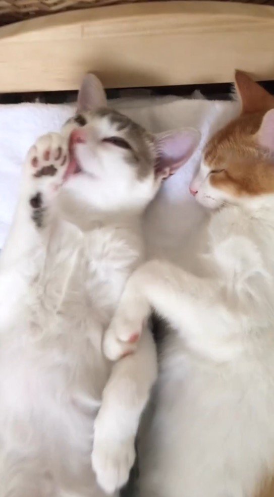 目を開けて前足を舐める三毛猫