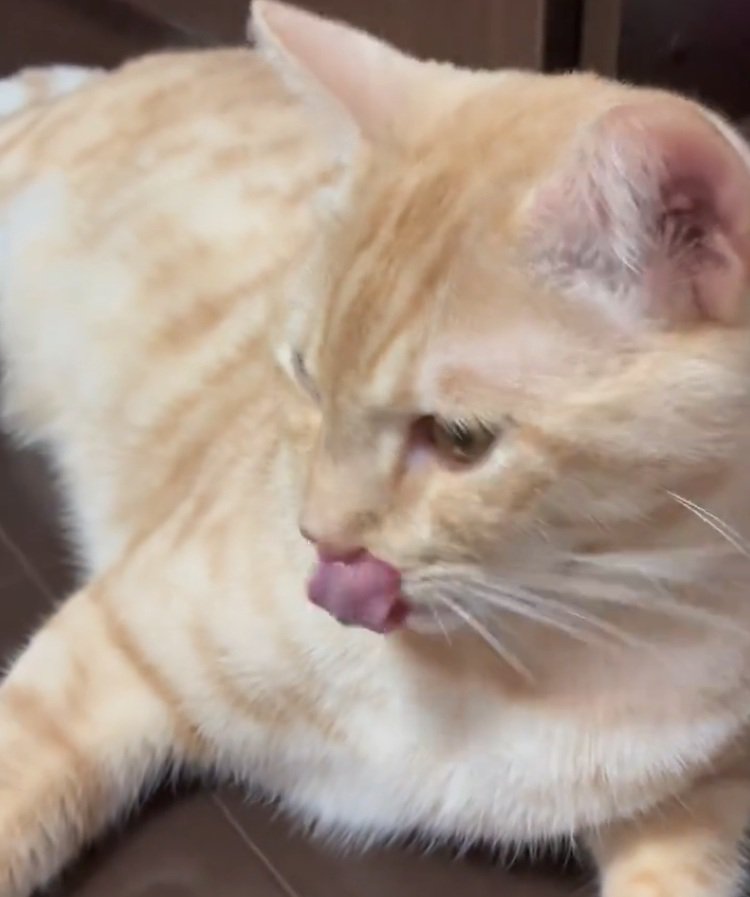口元を舐める猫