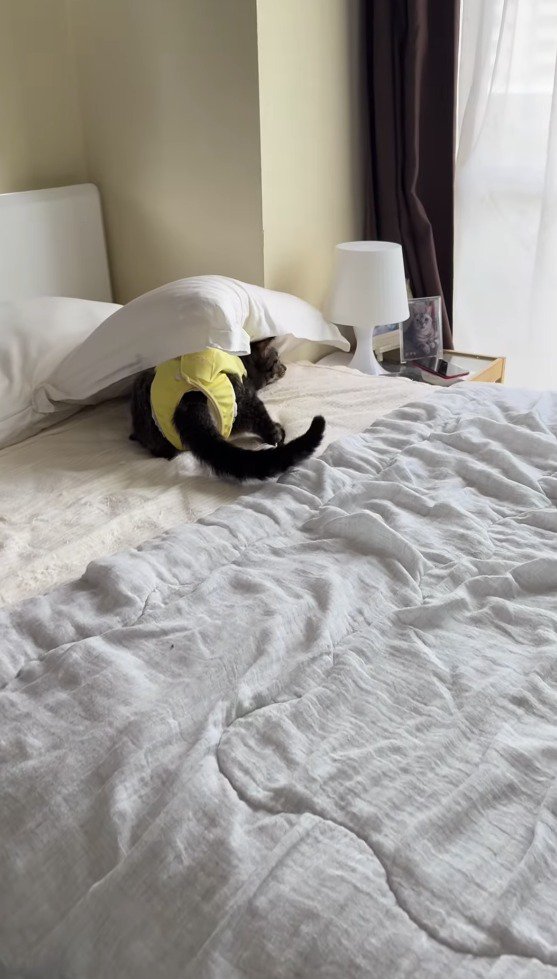 枕の下でじっとしている猫